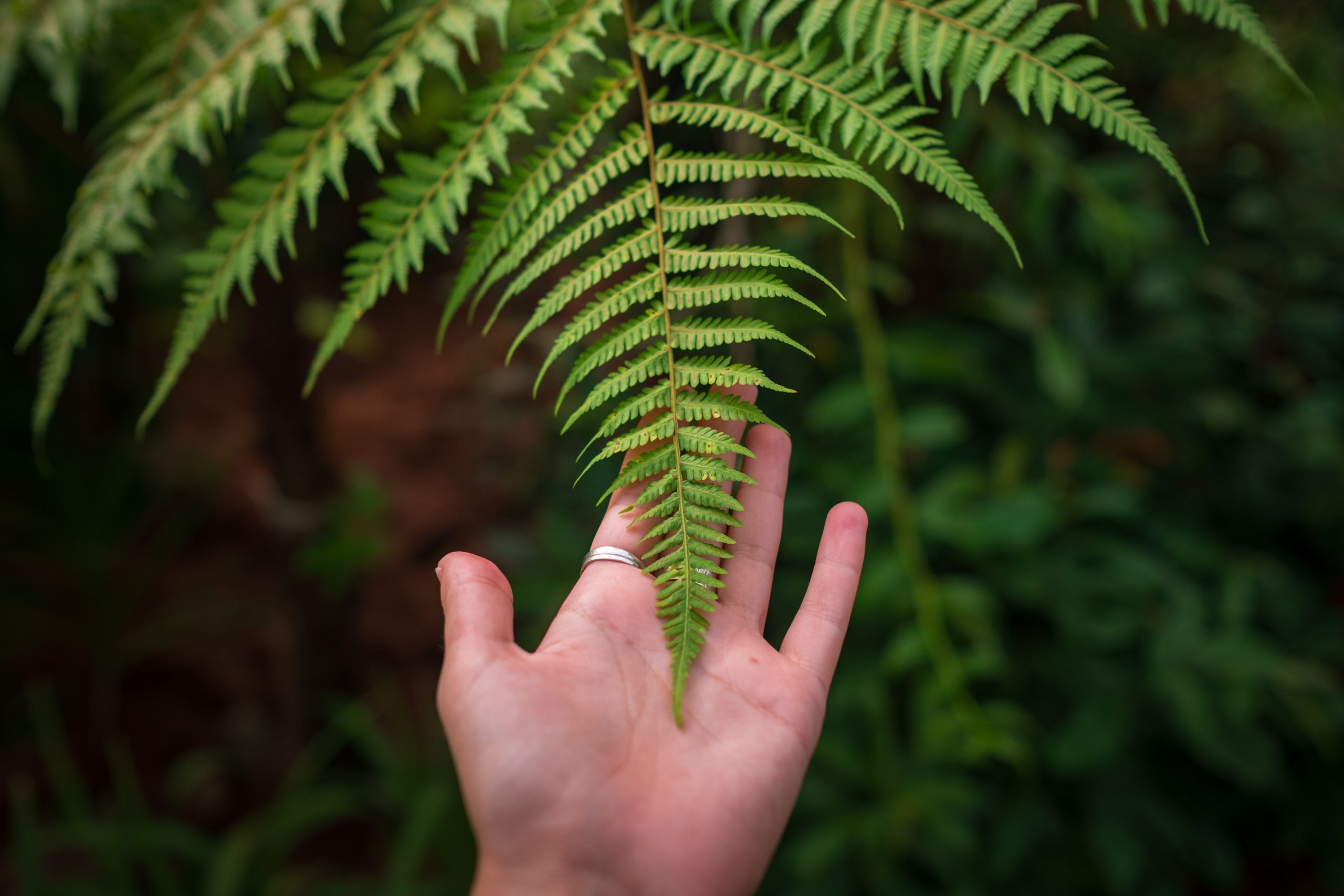 Large fern with a hand supporting the end of the fern